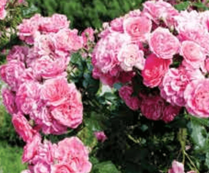 Sadnica ruže stablašice - Akcija u trgovini Plodine