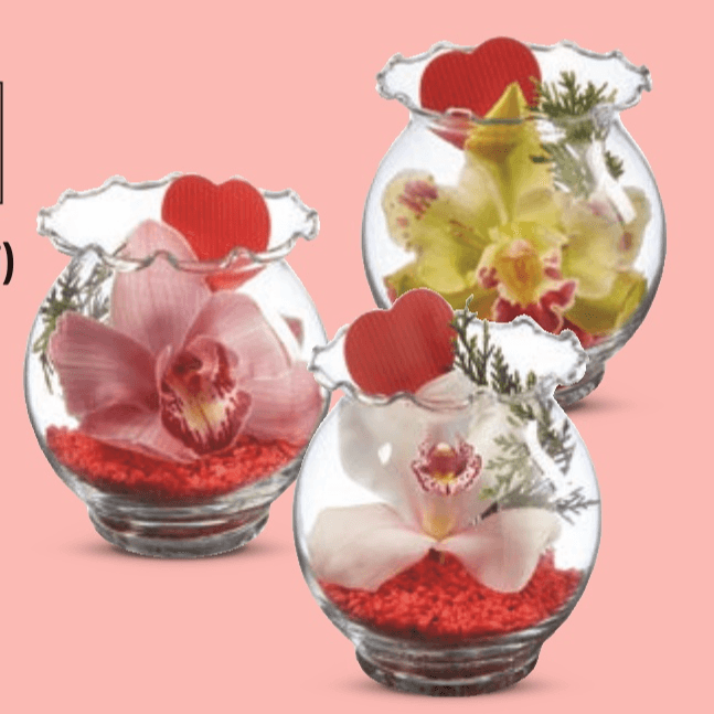 Orhideja Komad - Akcija u trgovini Lidl