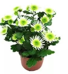 Krizantema Splash Meadow 12 cm Akcija u trgovini Kaufland