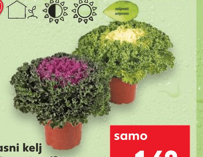Ukrasni kelj Akcija u trgovini Kaufland