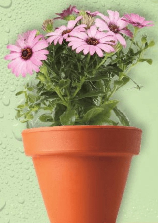 Afrička tratinčica-Osteospermum - Akcija u trgovini Kaufland