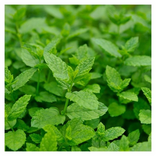 Kuglasti timijan 'Fredo' Volmary - Akcija u trgovini Bauhaus