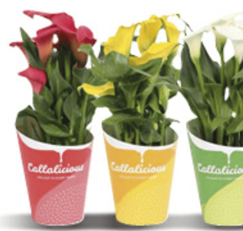 Zantedeschia - Akcija u trgovini Konzum