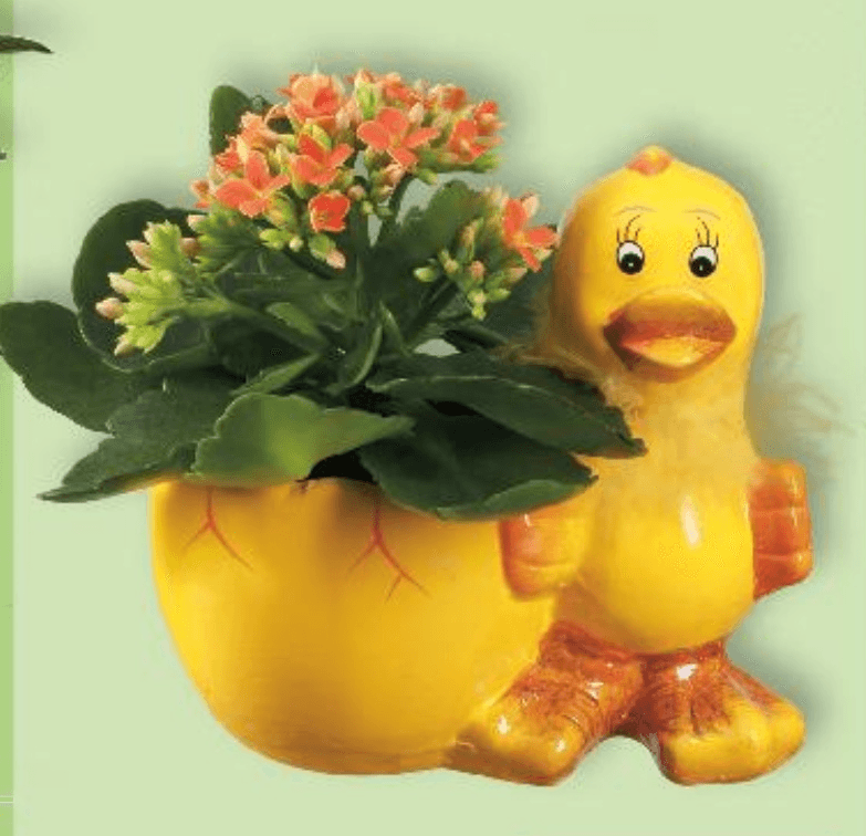 Mini kalanhoja komad - Akcija u trgovini Kaufland