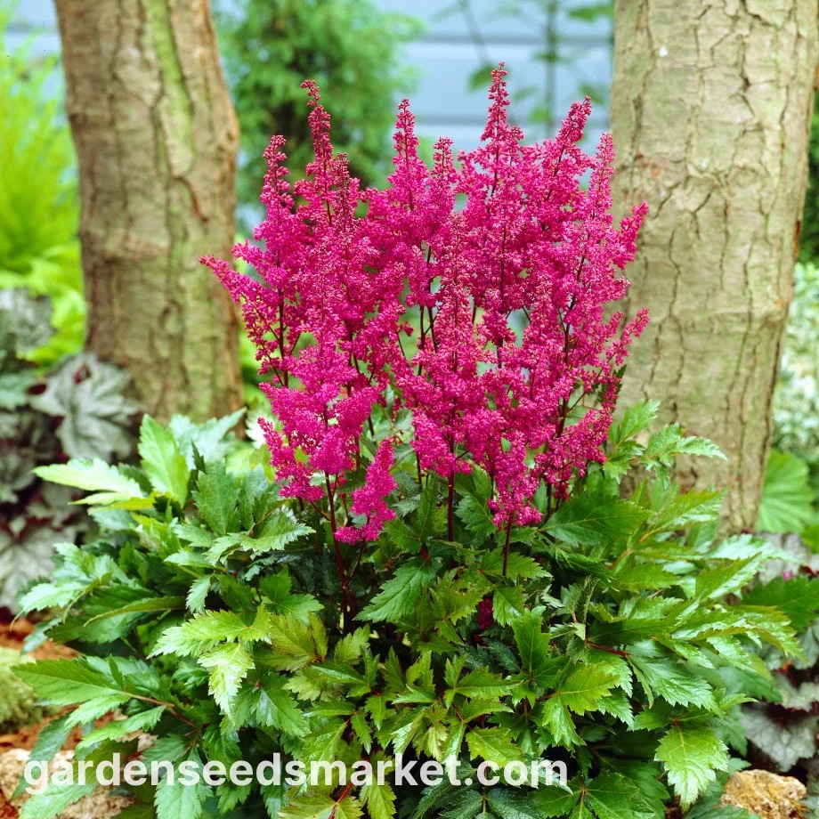 Sadnica Astilba - Akcija u trgovini Pevex