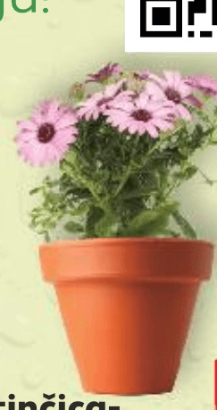 Afrička tratinčica-Osteospermum komad - Akcija u trgovini Kaufland