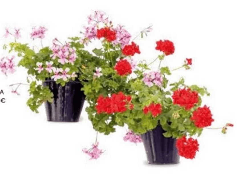 Balkonsko cvijeće - Akcija u trgovini Eurospin