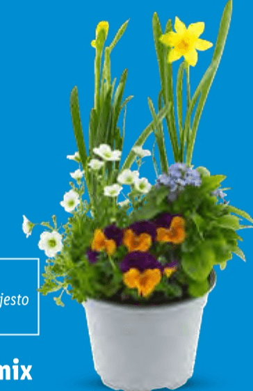 Proljetni mix Komad - Akcija u trgovini Lidl