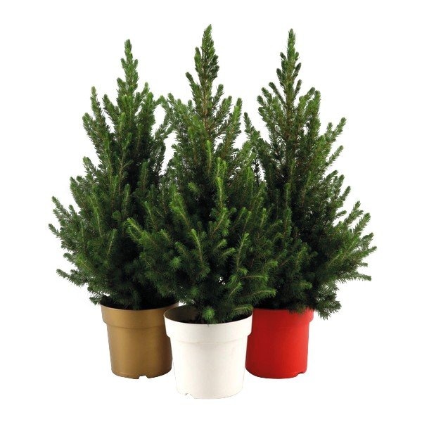 Picea glauca conica Ø 19 cm - Akcija u trgovini KTC