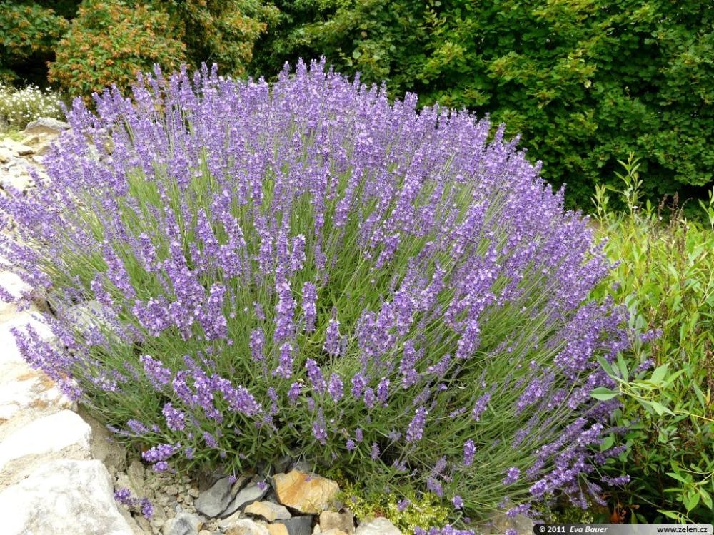 Lavandula angustifolia - Akcija u trgovini Merkury