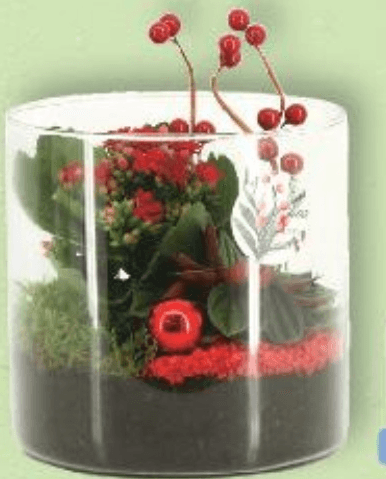 Kalanhoja 15cm - Akcija u trgovini Kaufland