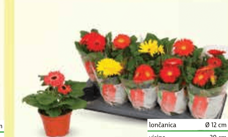 Gerbera mix lončanica Ø 12 cm, visina 20 cm - Akcija u trgovini Plodine