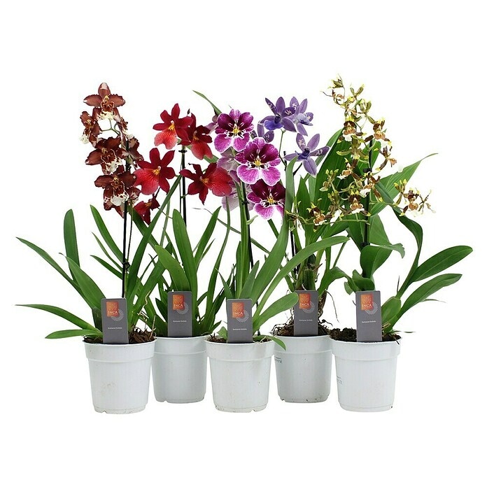 Orhideja 1 kom - Akcija u trgovini Interspar