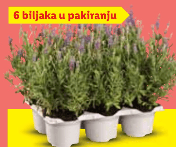 Lavanda angustifolia 6 biljaka u pakiranju - Akcija u trgovini Lidl