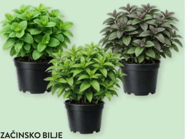 Začinsko bilje Menta 1 kom - Akcija u trgovini Spar
