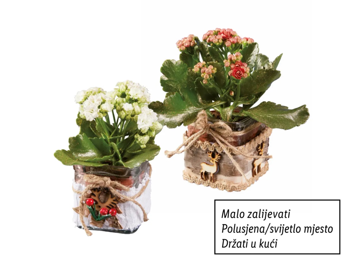 Kalanhoa Komad - Akcija u trgovini Lidl