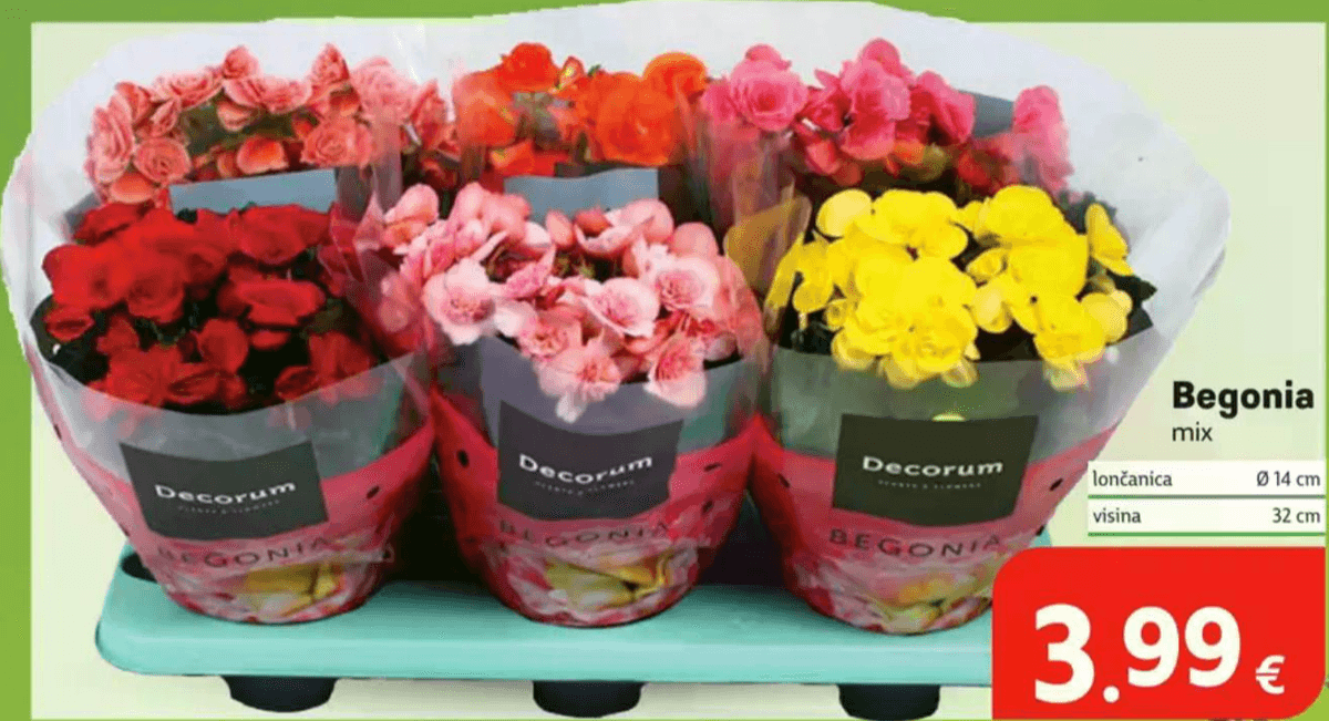 Begonia lončanica Ø 14 cm, visina 32 cm Decorum - Akcija u trgovini Plodine