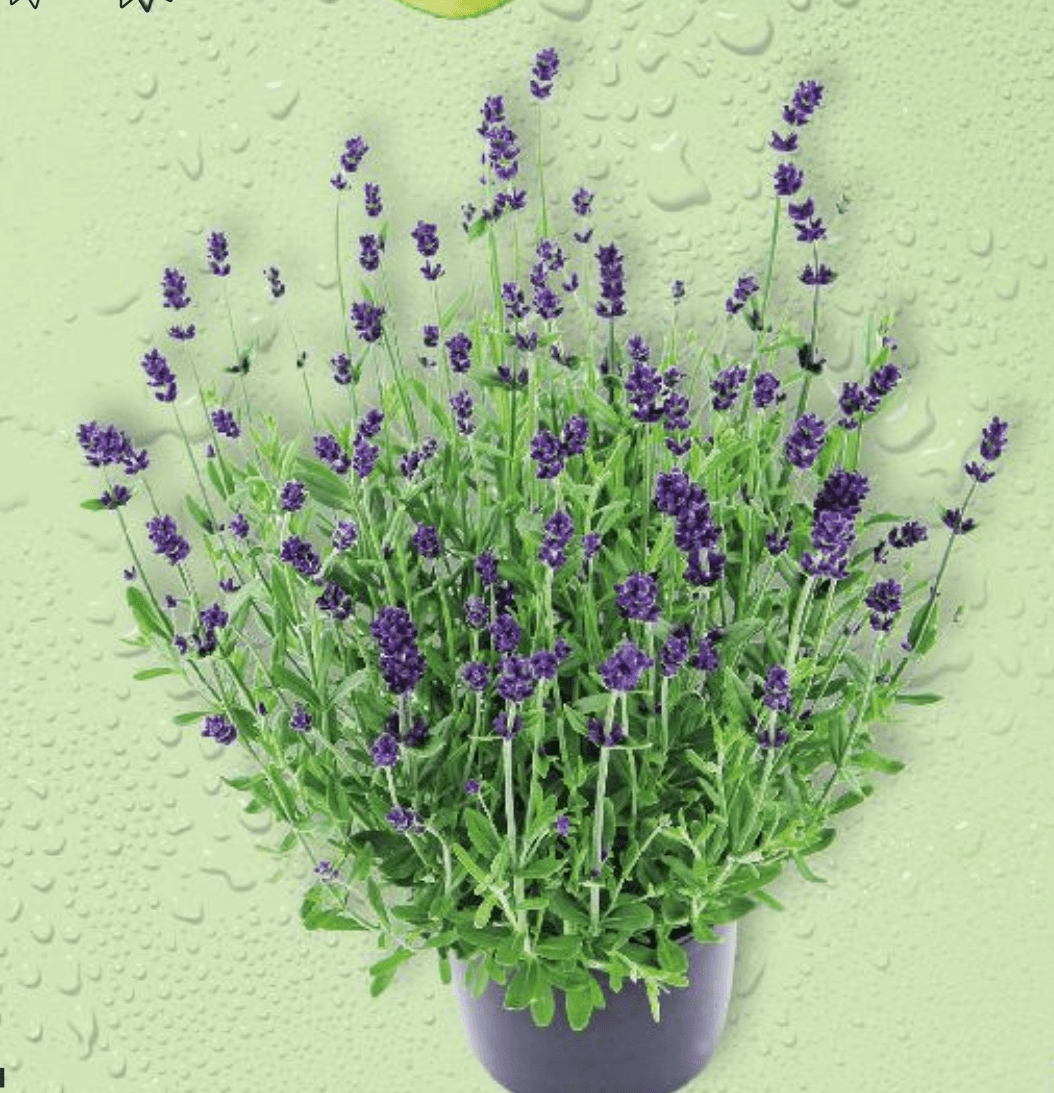 Lavanda u posudi 23 cm Akcija u trgovini Ribola