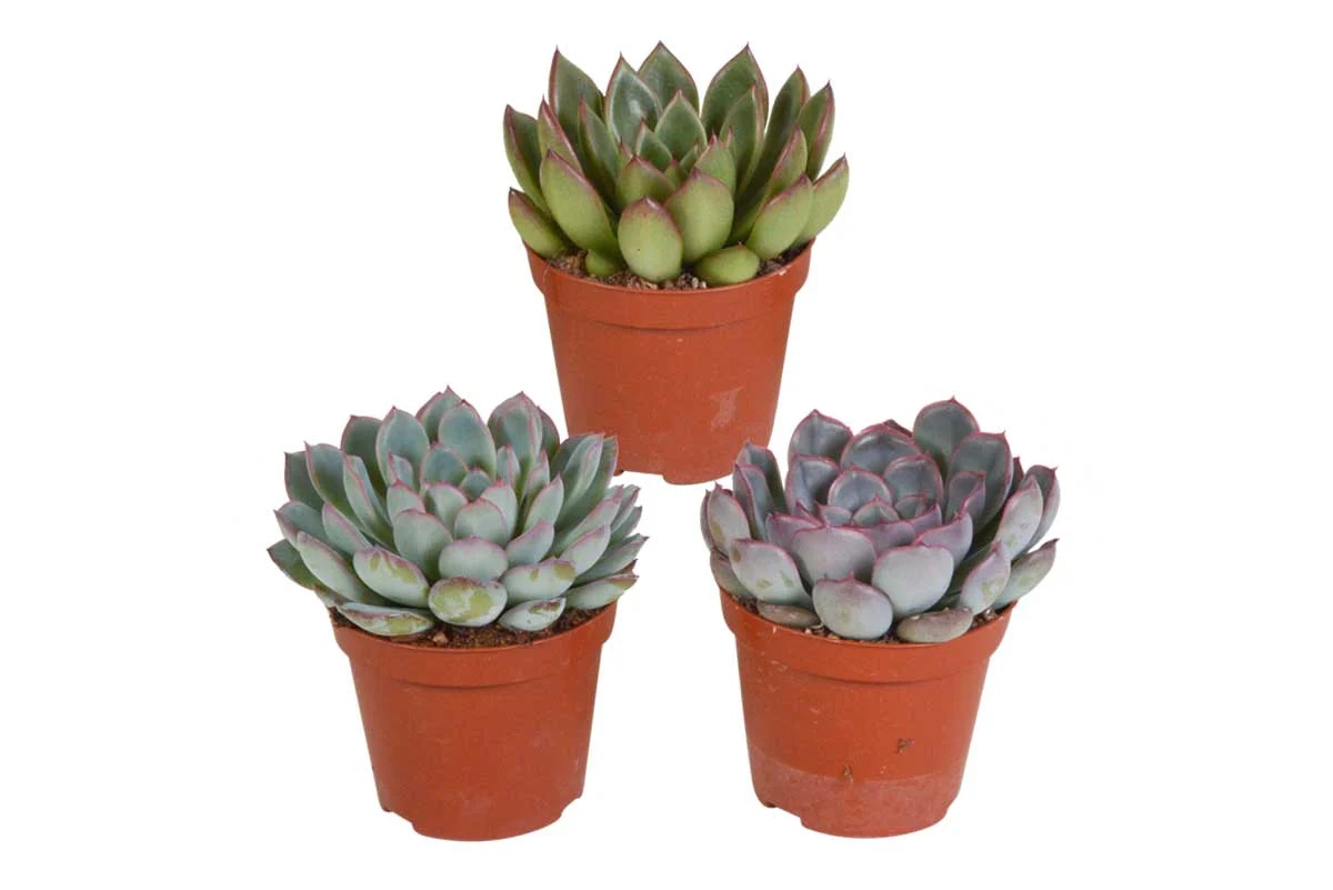Echeveria mix color Ø 8,5 - Akcija u trgovini KTC