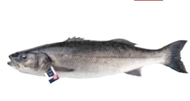 Brancin - Akcija u trgovini Metro