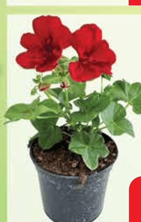 Pelargonija dupla lončanica Ø 10 cm, visina 28 cm - Akcija u trgovini Plodine