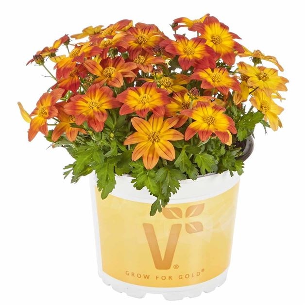 Bidens T12 ili T13 Volmary - Akcija u trgovini Bauhaus