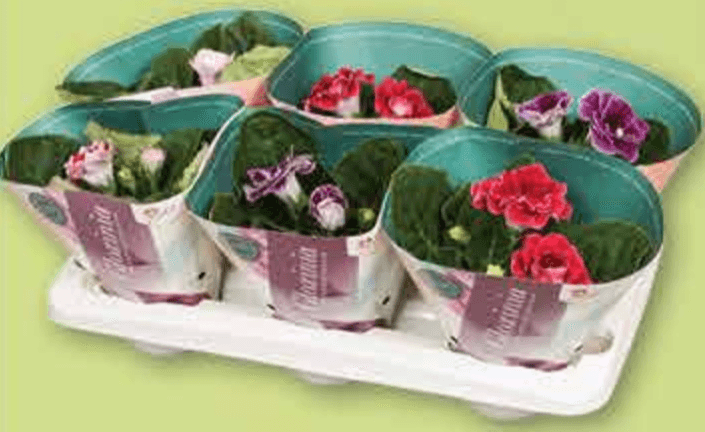 Gloksinija mix lončanica Ø 12 cm, visina 20 cm - Akcija u trgovini Plodine