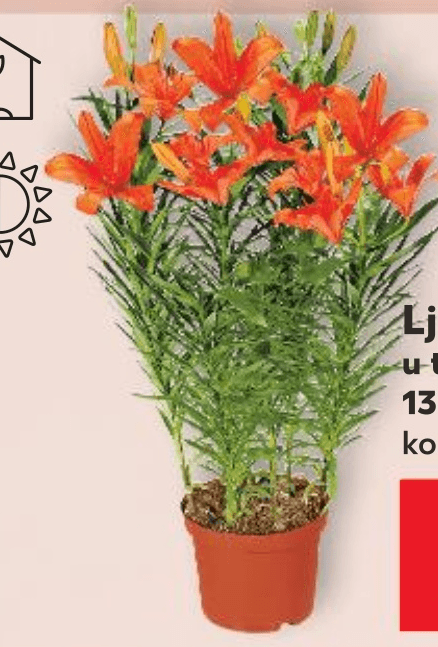 Ljiljan 1 komad - Akcija u trgovini Kaufland