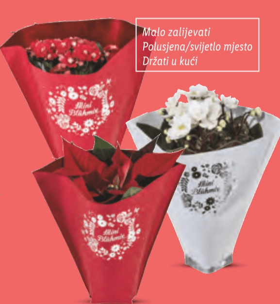 Mini sobno bilje mix - Akcija u trgovini Lidl