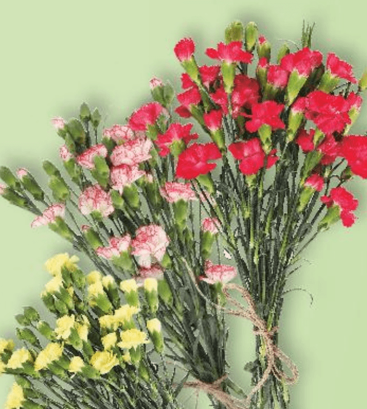 Karanfili 7 komada - Akcija u trgovini Kaufland