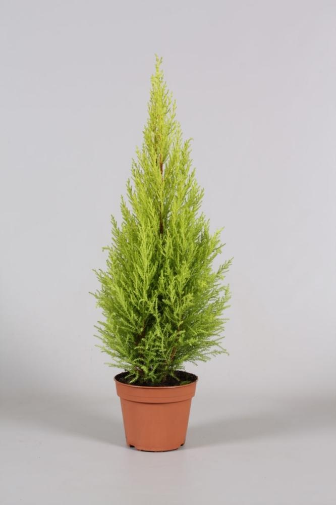Cupressus u tegli promjera 14cm, kom - Akcija u trgovini Konzum