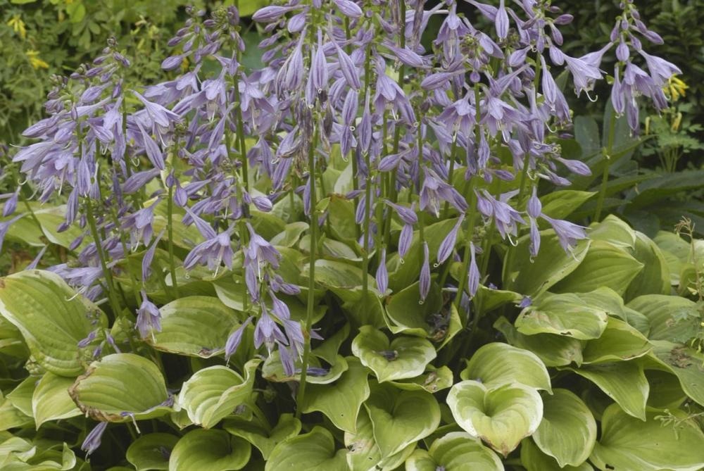 Biljka Hosta 1 kom - Akcija u trgovini Interspar