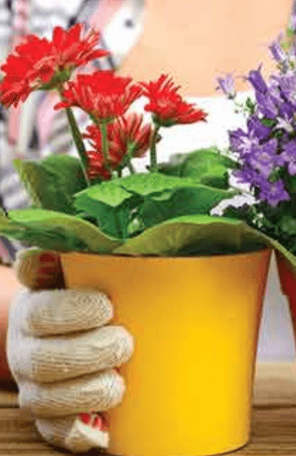 Vaze - Akcija u trgovini Plodine