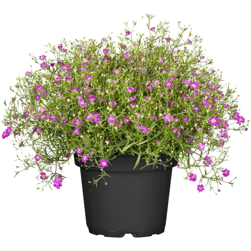 Gipsofila Duo lončanica Ø 12 cm, visina 23 cm - Akcija u trgovini Plodine