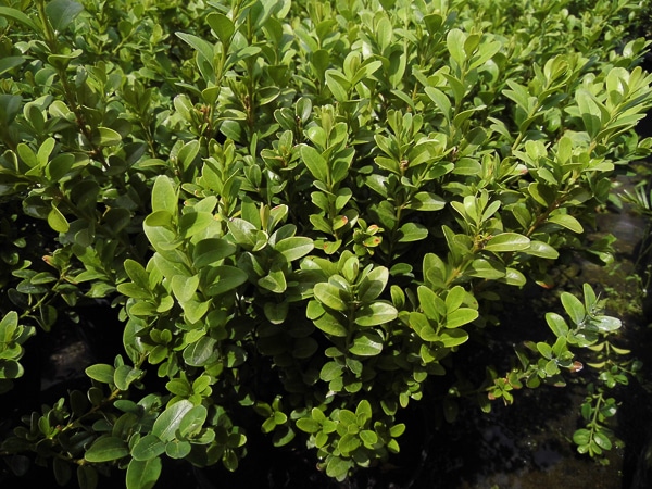 Šimšir - zimzeleni grm Buxus - Akcija u trgovini Plodine