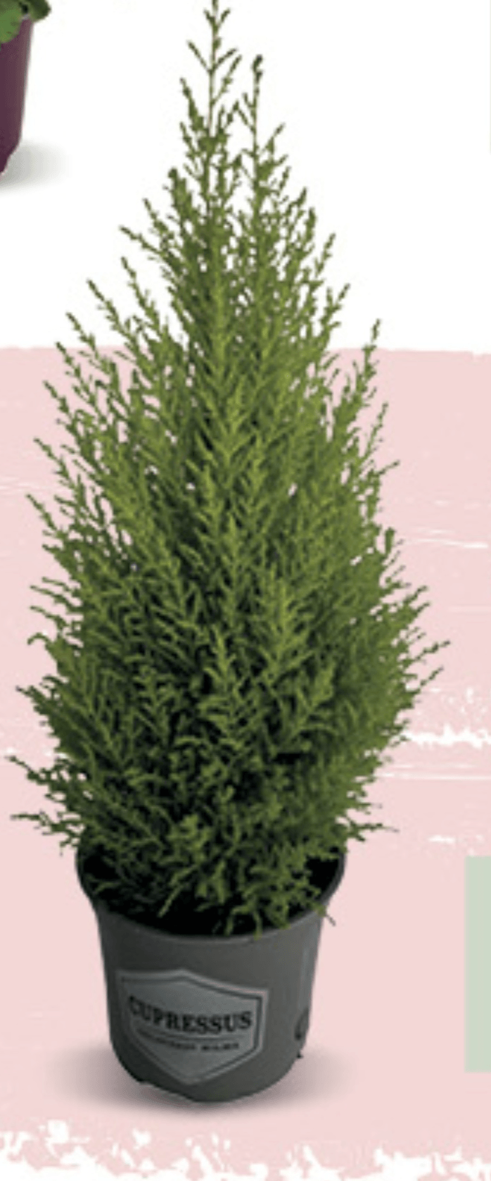 Cupressus Macrocarpa Goldcrest 17cm, kom - Akcija u trgovini Konzum
