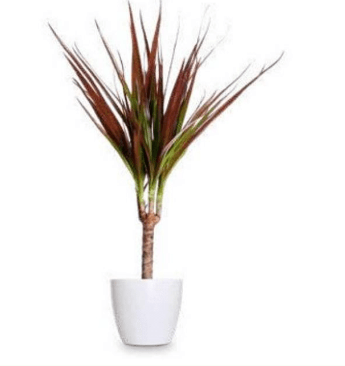 Dracena - Akcija u trgovini Eurospin