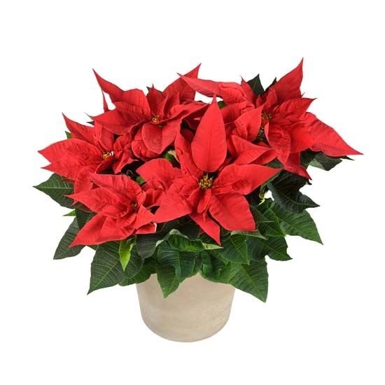 Božićna zvijezda Gliter lončanica Ø 13 cm, visina 35 cm - Akcija u trgovini Plodine