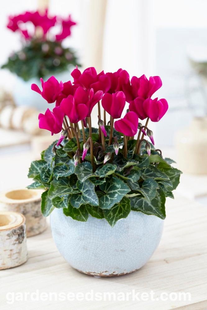 Ciklama mix - Akcija u trgovini Konzum