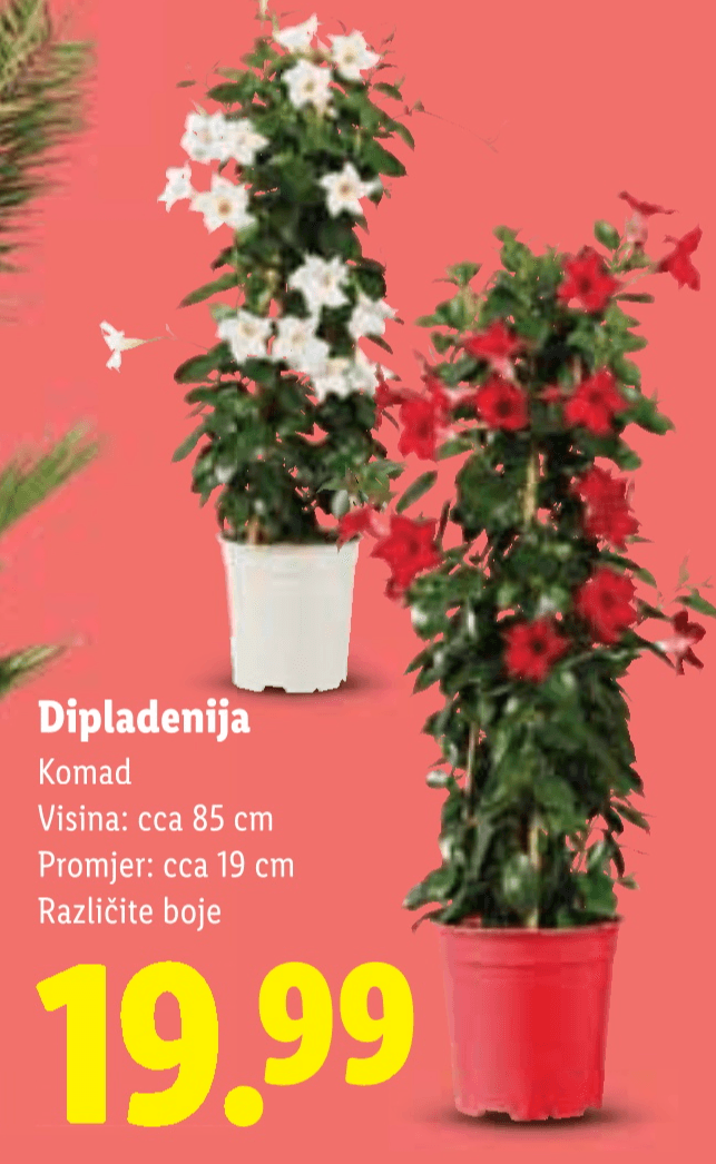 Dipladenija - Akcija u trgovini Lidl