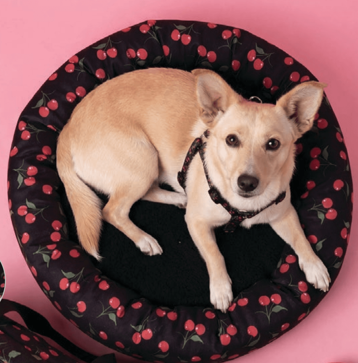 Krevet za pse promjer: 50 cm, visina: 15 cm - Akcija u trgovini Pepco