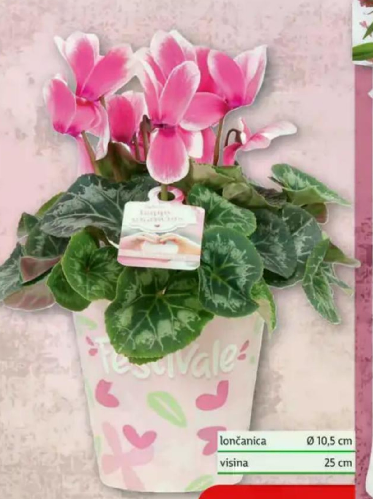 Ciklama - Akcija u trgovini Plodine