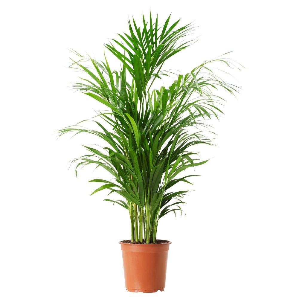 Areca palma lončanica Ø 14 cm, visina 50 cm - Akcija u trgovini Plodine