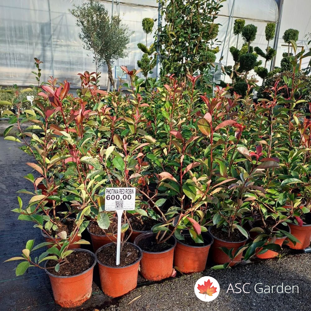 Sadnica Photinia 40-60 cm - Akcija u trgovini Pevex