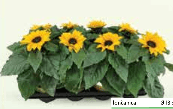 Suncokret lončanica Ø 13 cm, visina 30 cm - Akcija u trgovini Plodine