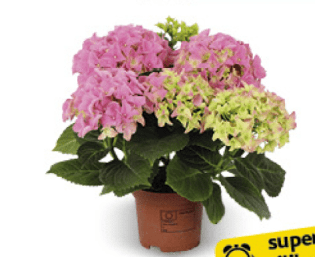 Hydrangea Mac Mix kom - Akcija u trgovini Konzum