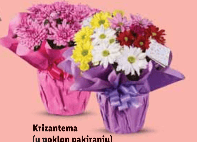 Krizantema - Akcija u trgovini Lidl