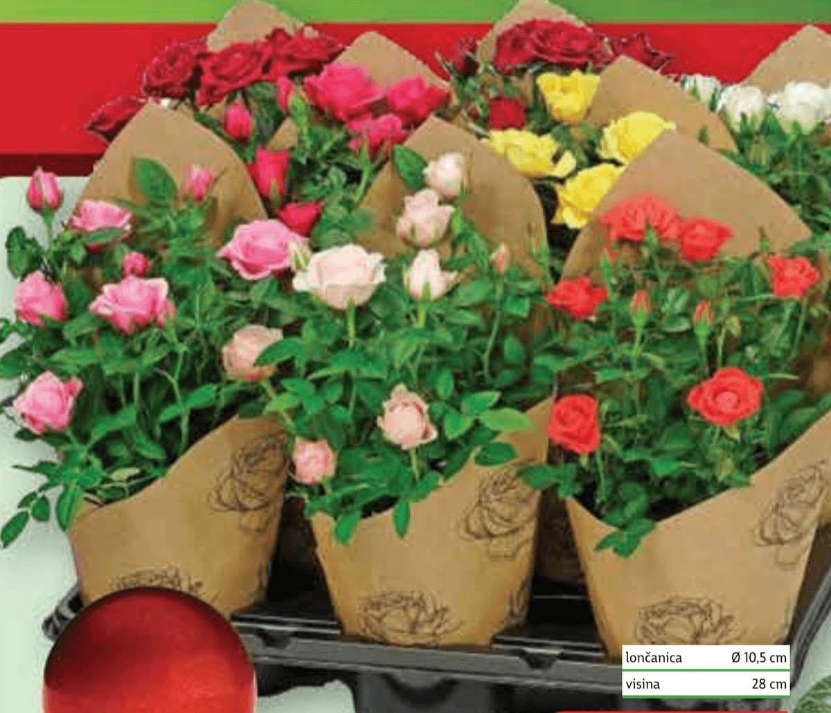 Božićna ruža - Akcija u trgovini Plodine