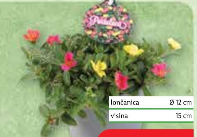 Portulaka - Akcija u trgovini Plodine