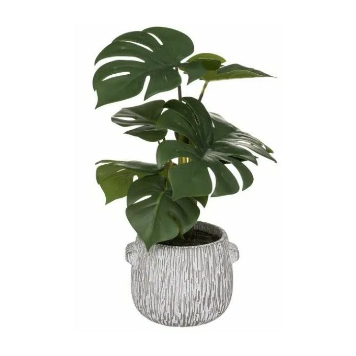 Biljka Monstera 1 kom - Akcija u trgovini Interspar